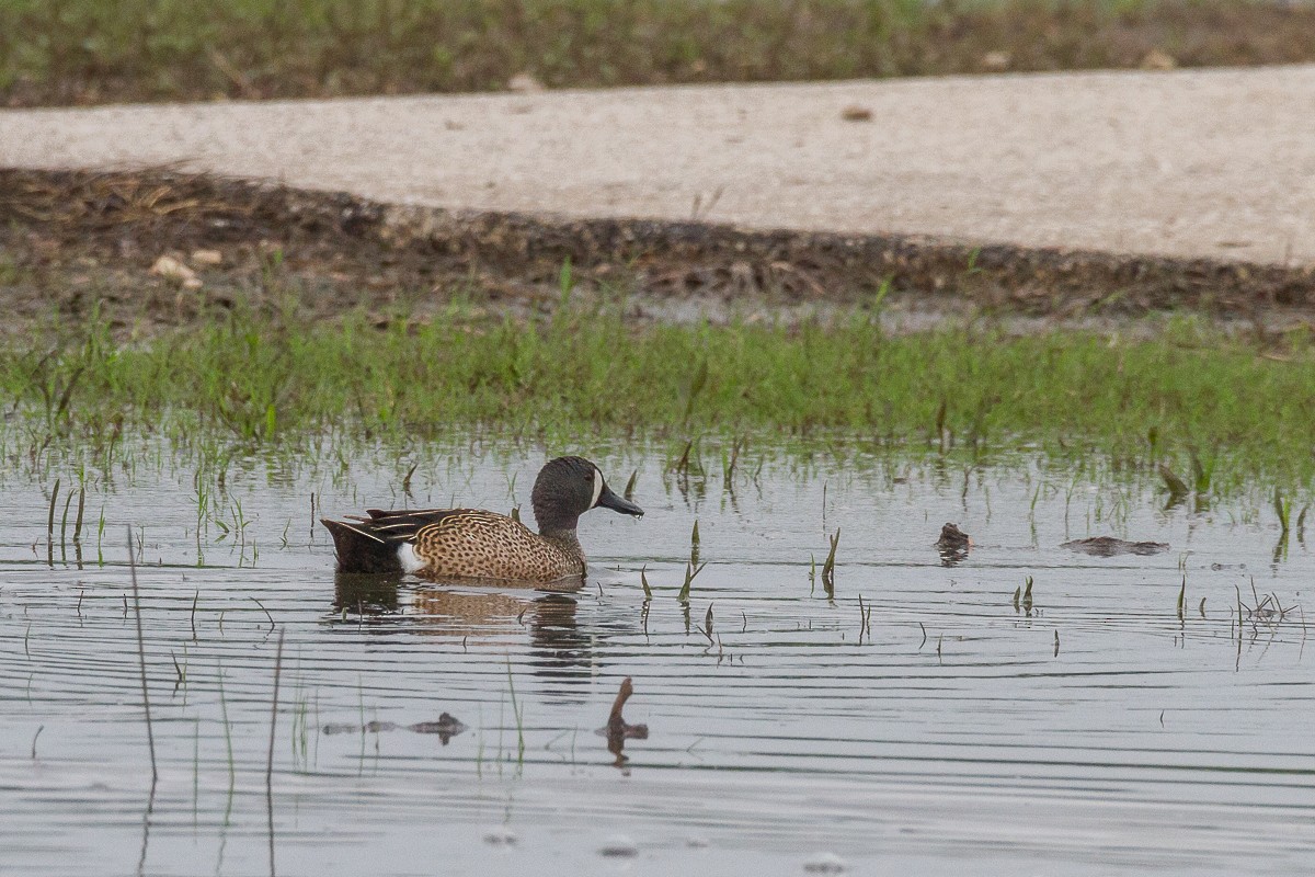 Blue-winged Teal - ML29503761