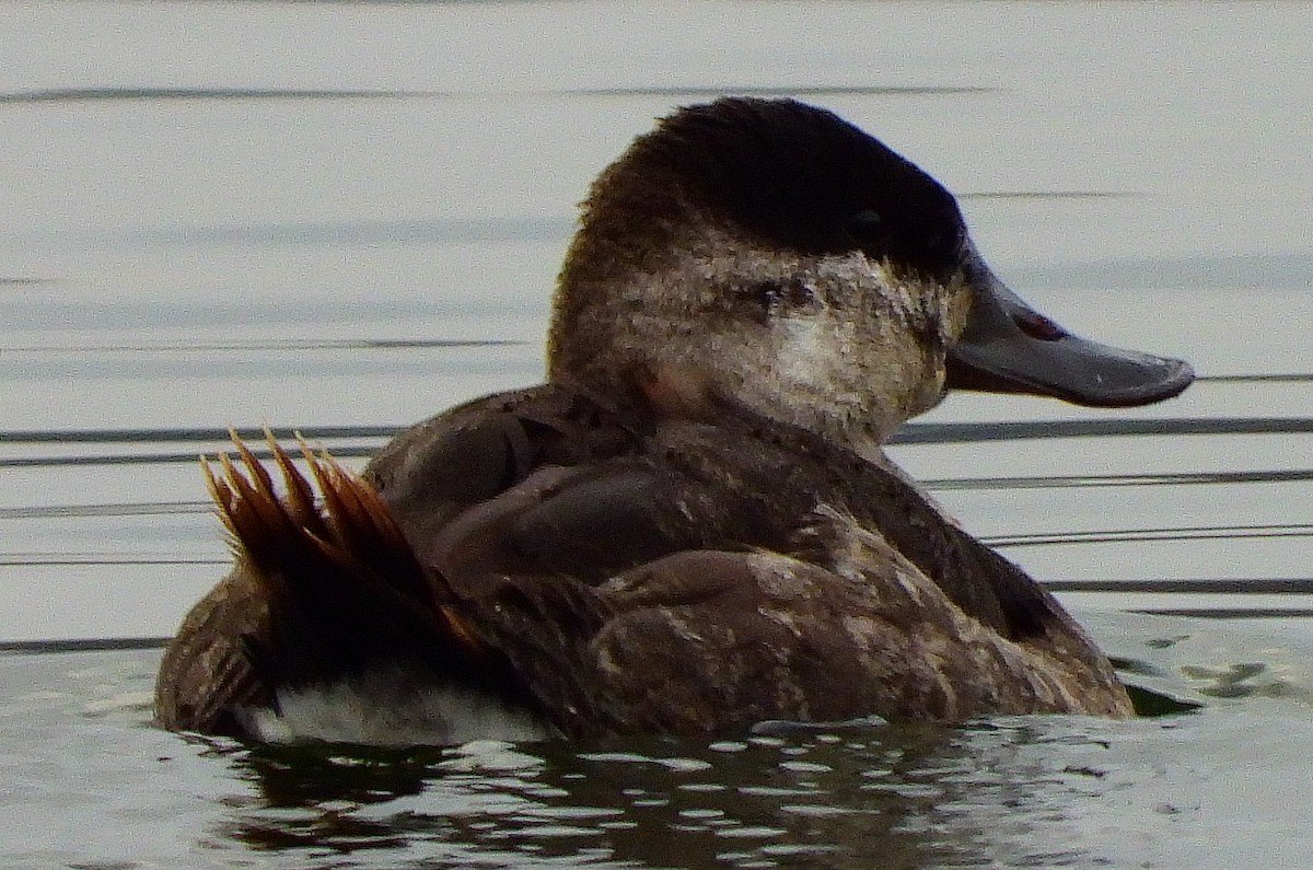 Ruddy Duck - Joe Minor