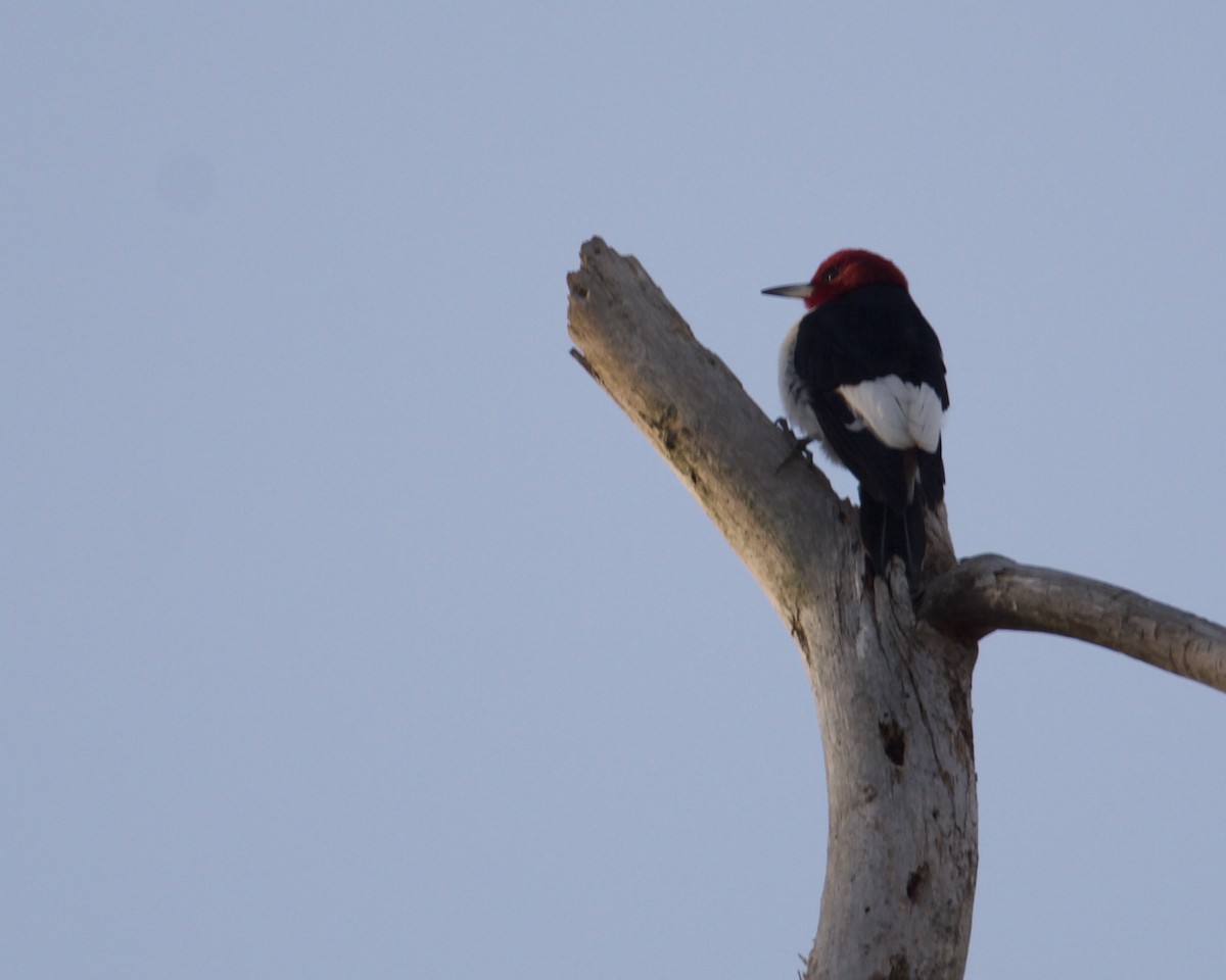 Red-headed Woodpecker - ML295038101
