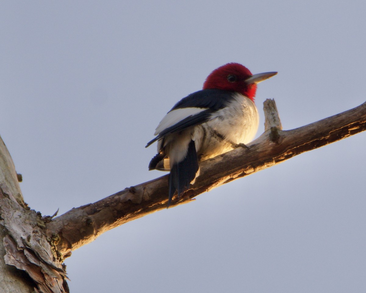 Red-headed Woodpecker - ML295038331