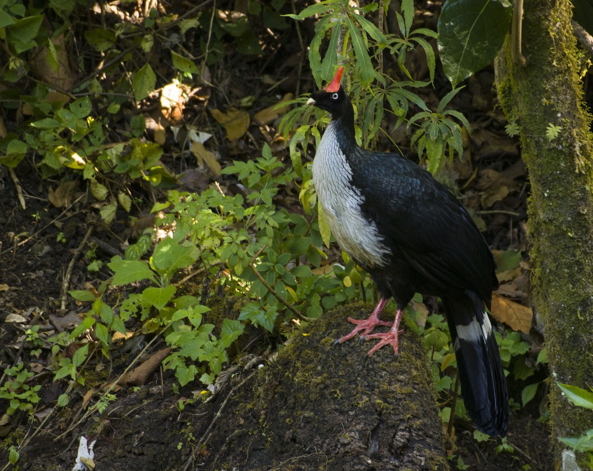 Horned Guan - ML295040211