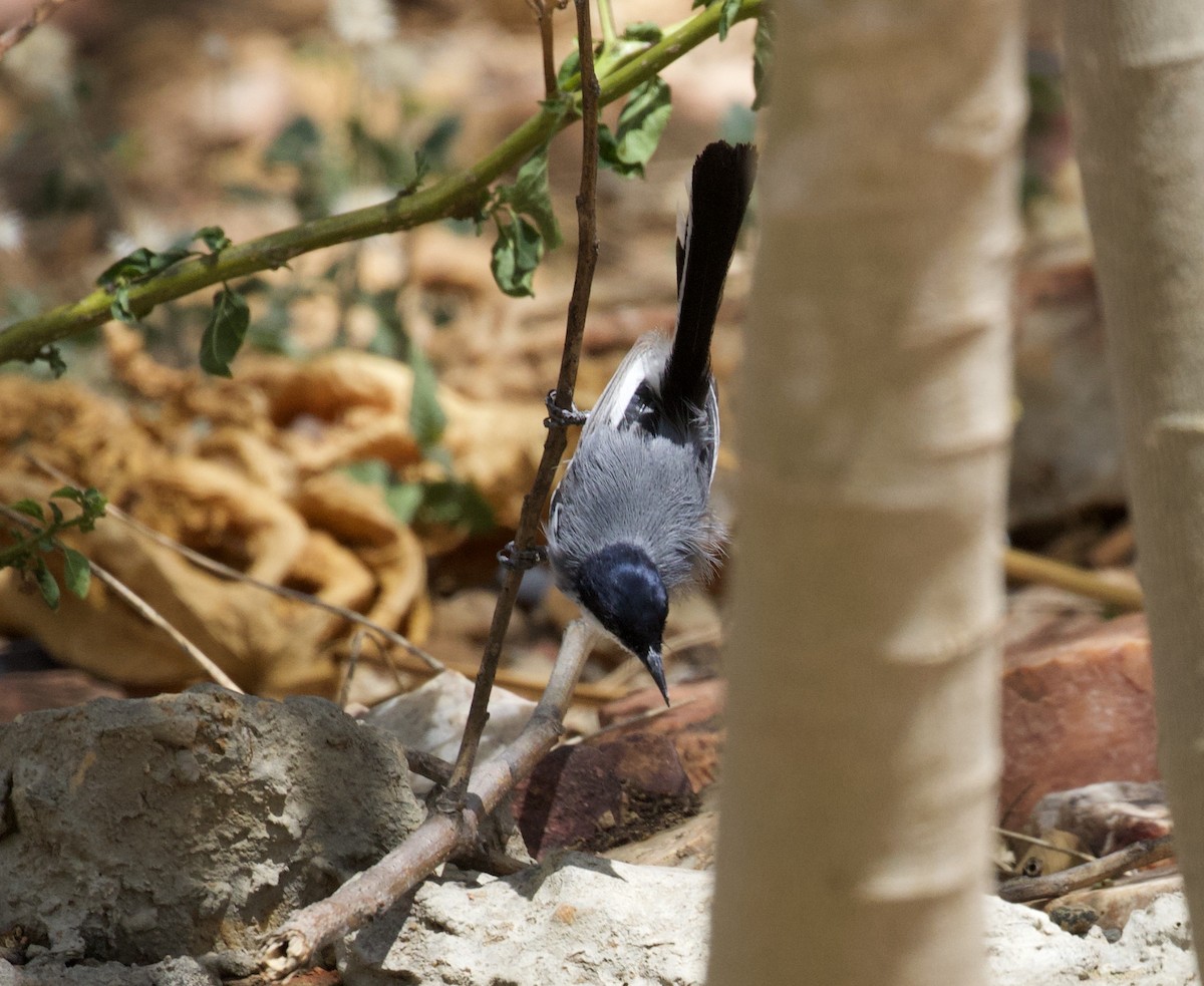 Tropical Gnatcatcher - ML295041111