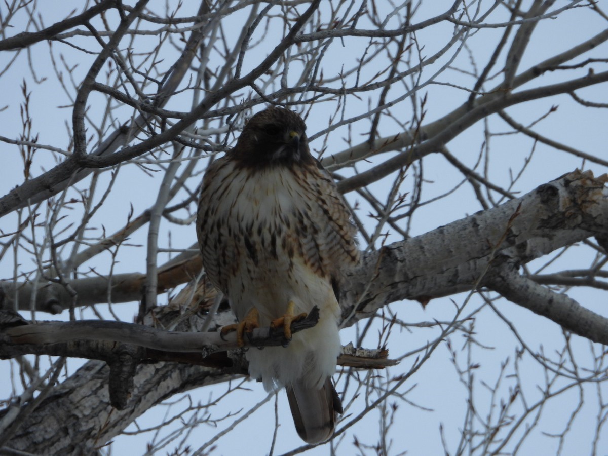 Red-tailed Hawk - ML295041211