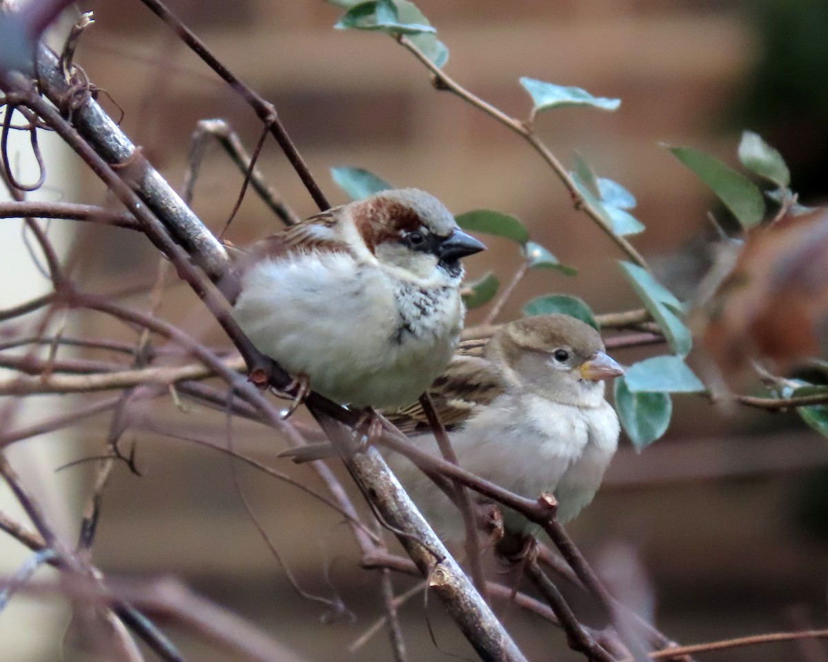 House Sparrow - ML295043001