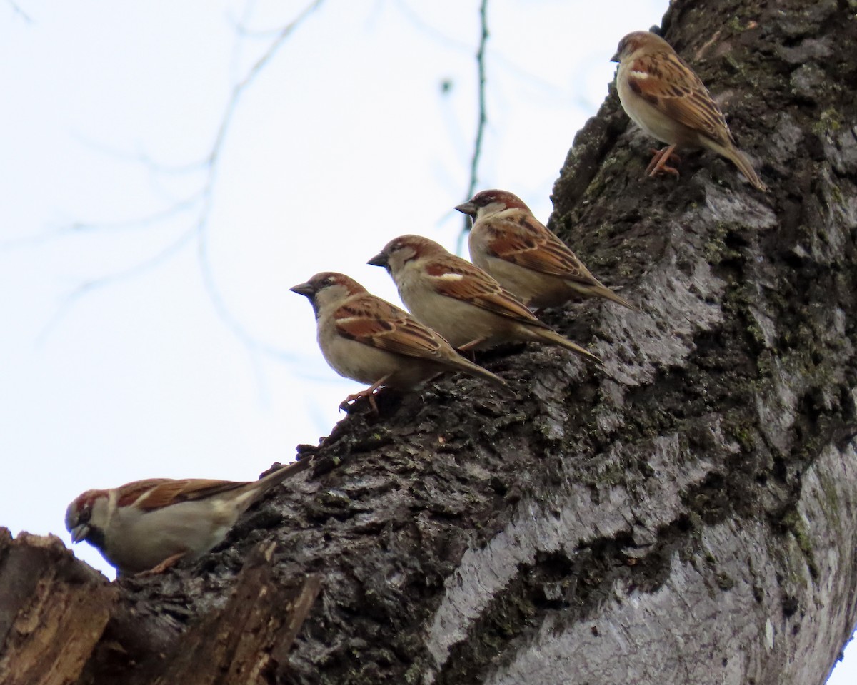 House Sparrow - ML295043011