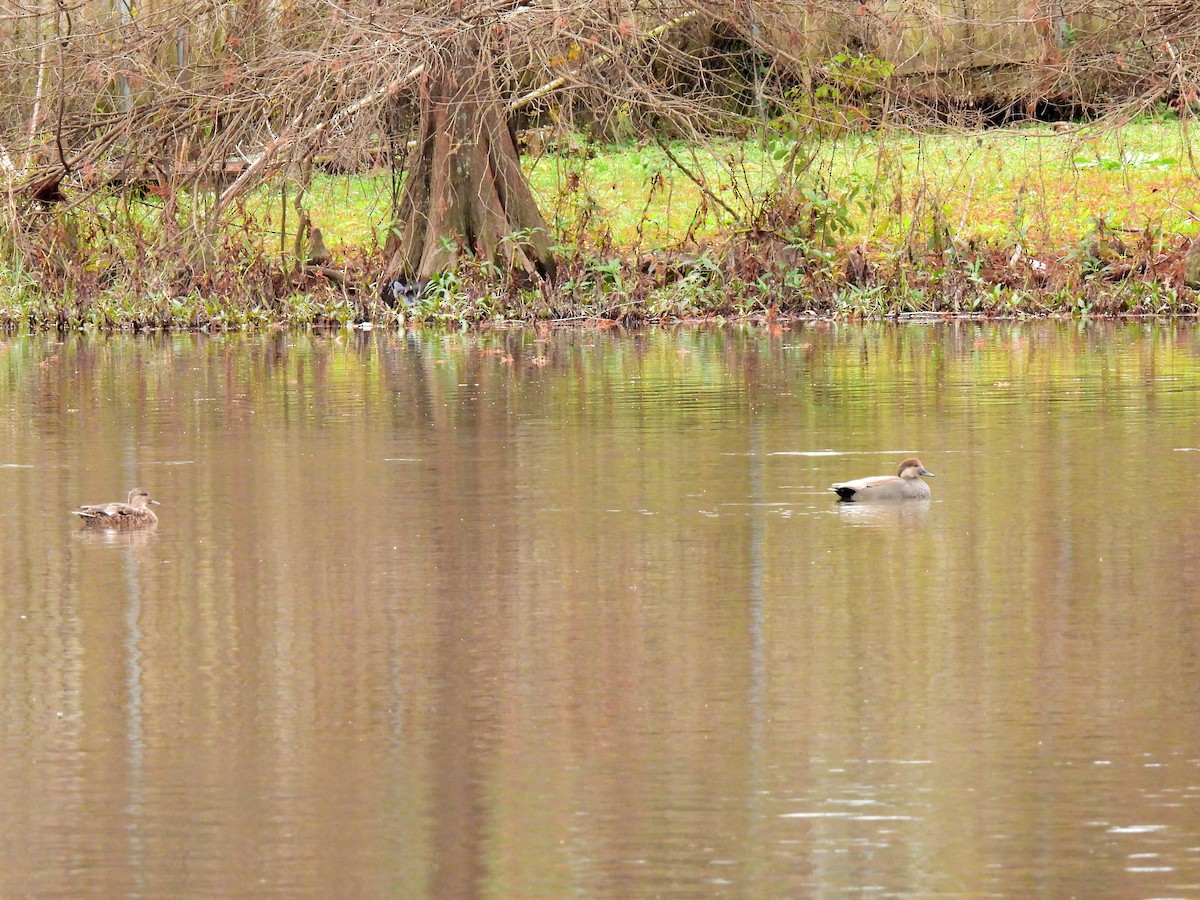 Gadwall - ML295045471