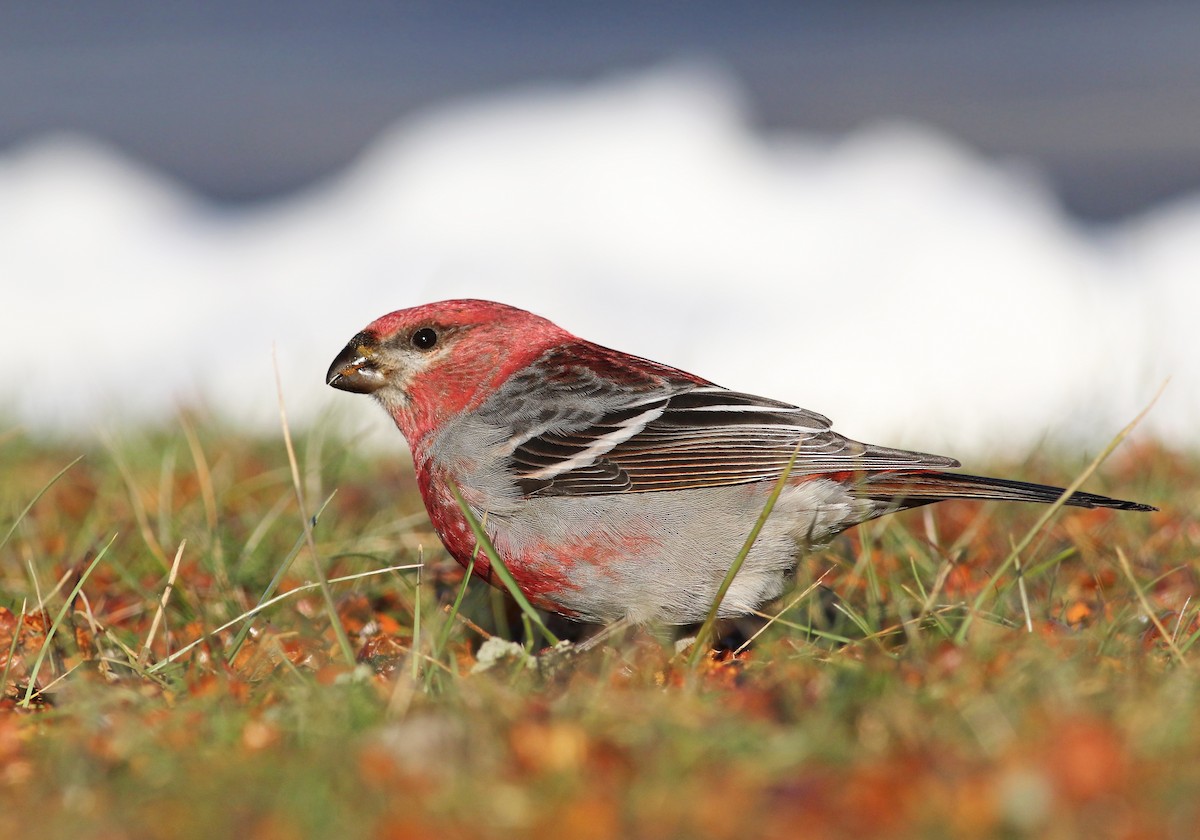 Pine Grosbeak - ML295047401