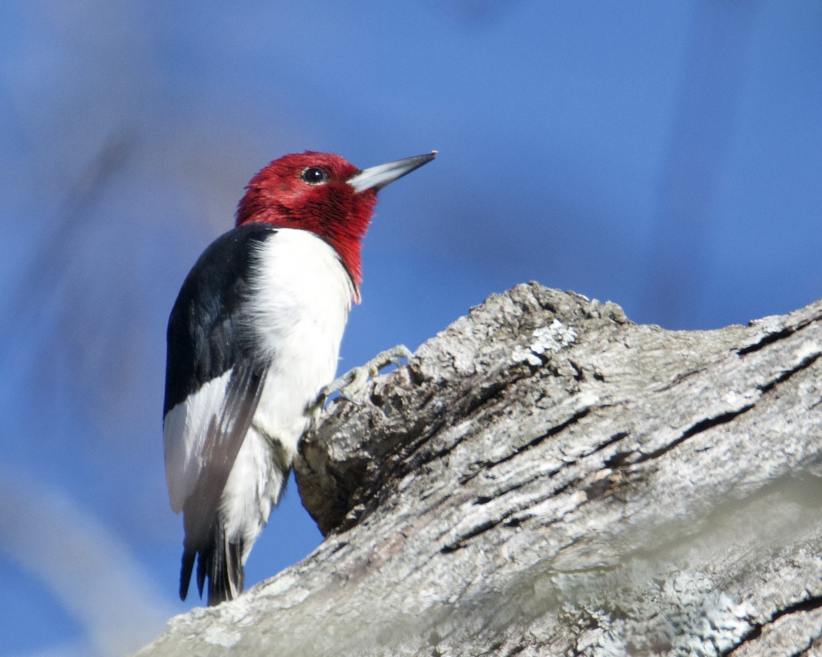 Red-headed Woodpecker - ML295048321