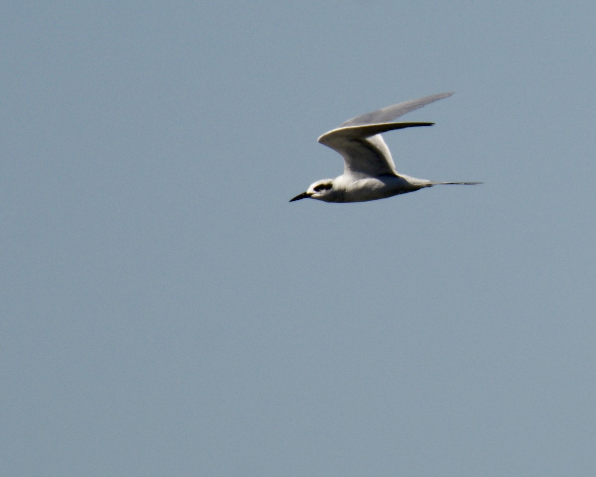 Forster's Tern - ML295048541