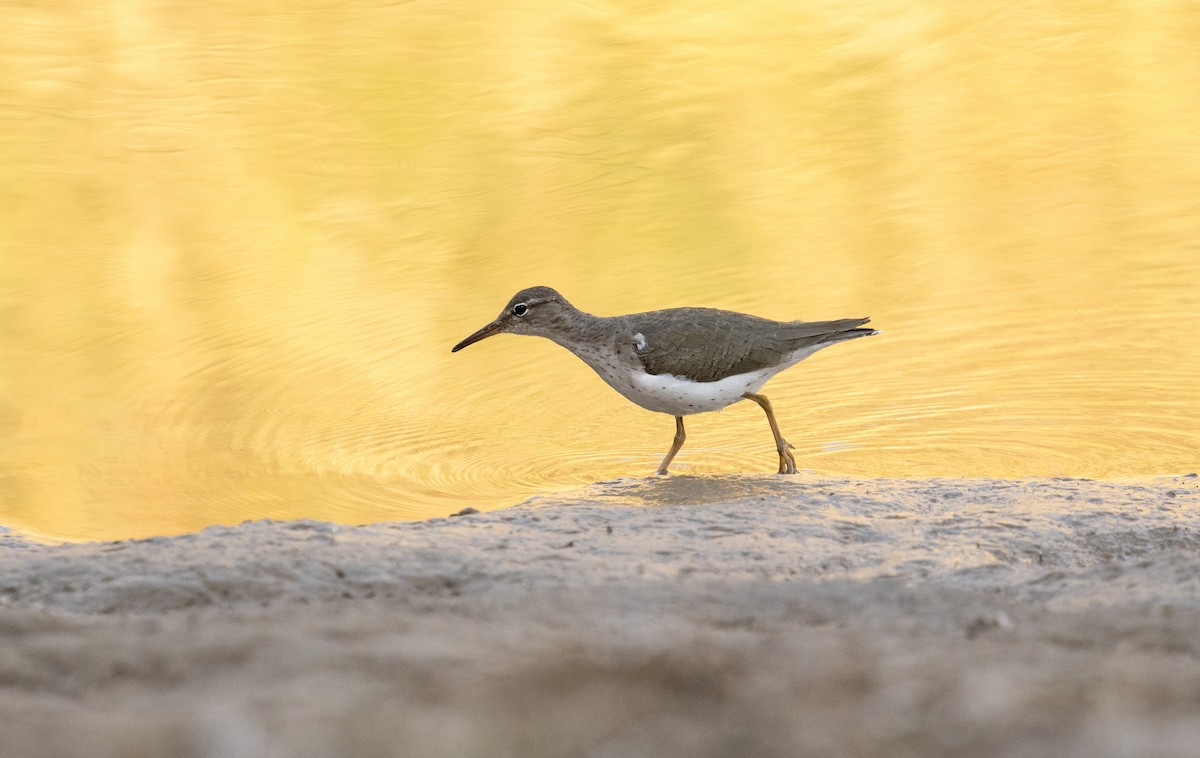 Spotted Sandpiper - Jonathan Creel