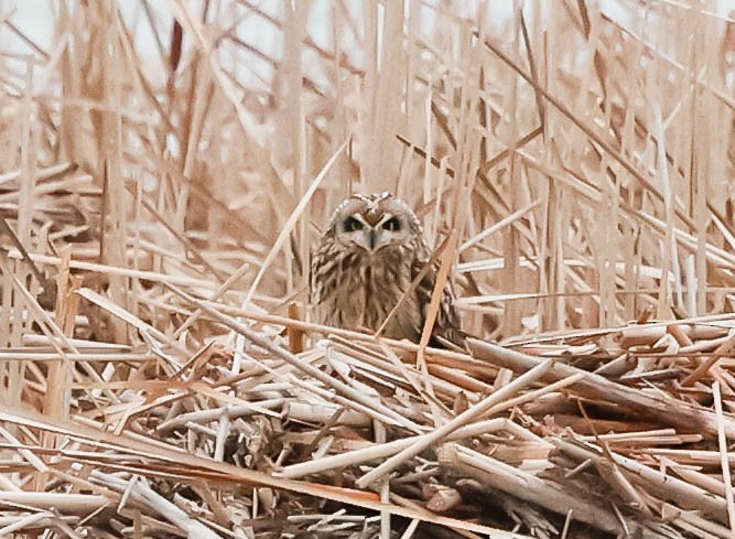 Short-eared Owl - Robert Bochenek