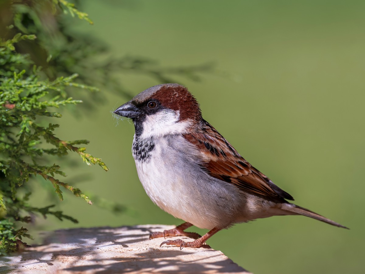 House Sparrow - ML295052811