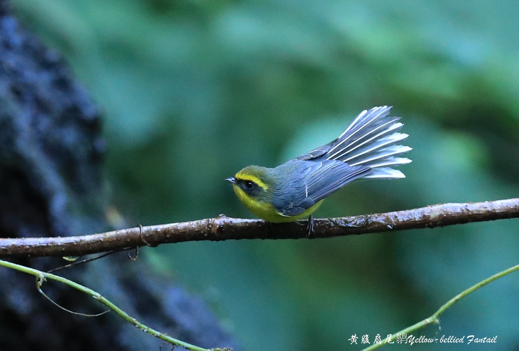 Yellow-bellied Fairy-Fantail - ML295053031