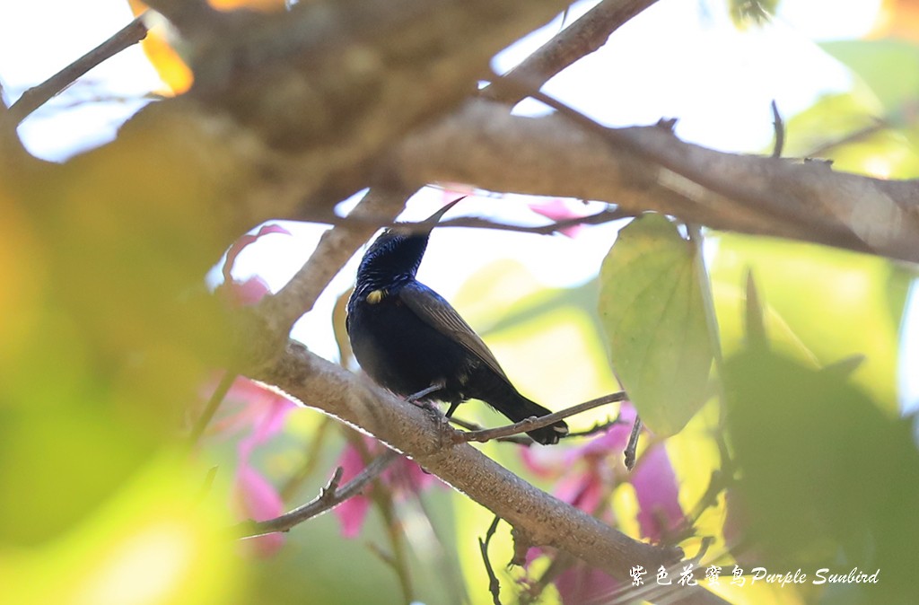 Purple Sunbird - Qiang Zeng
