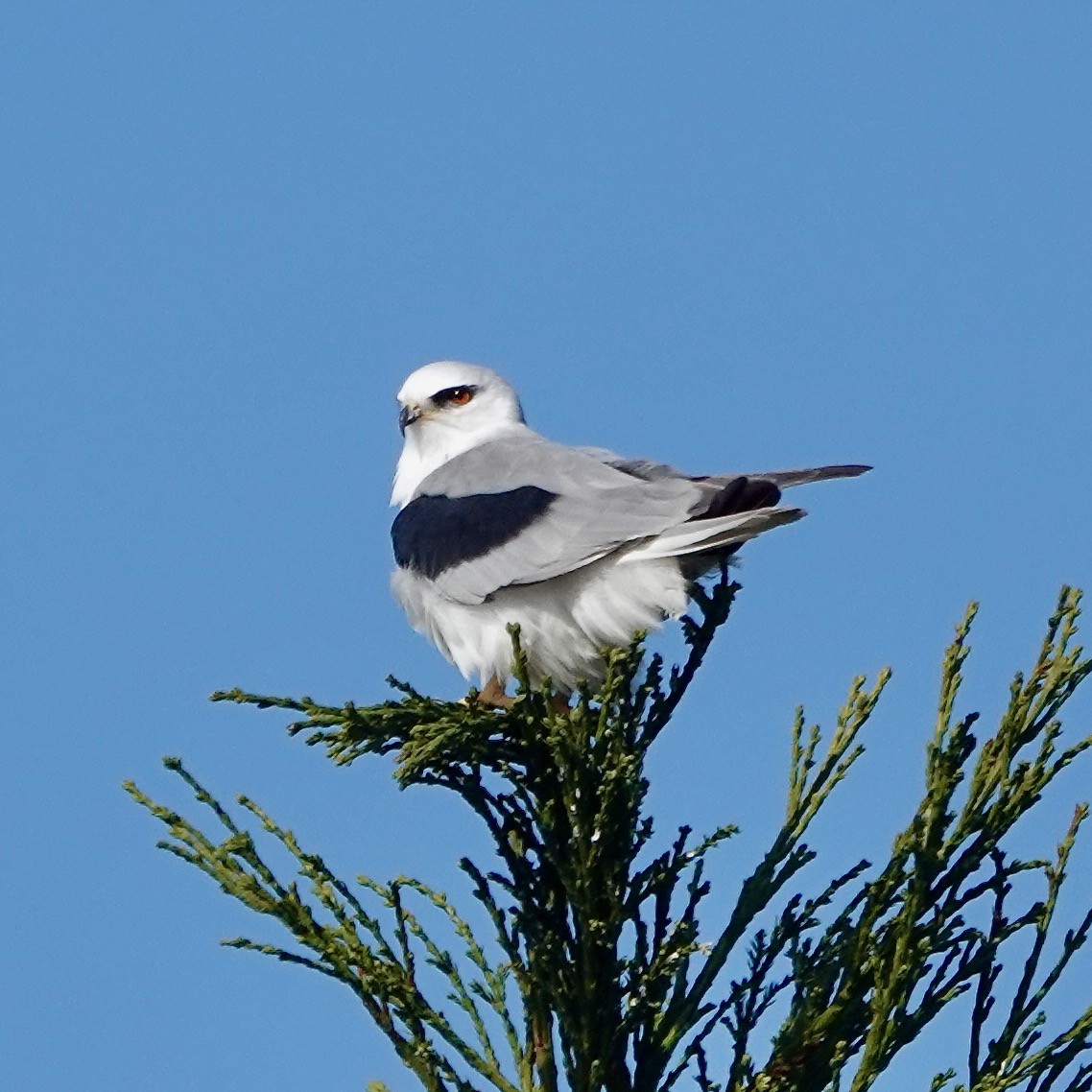 hvithaleglente - ML295053701