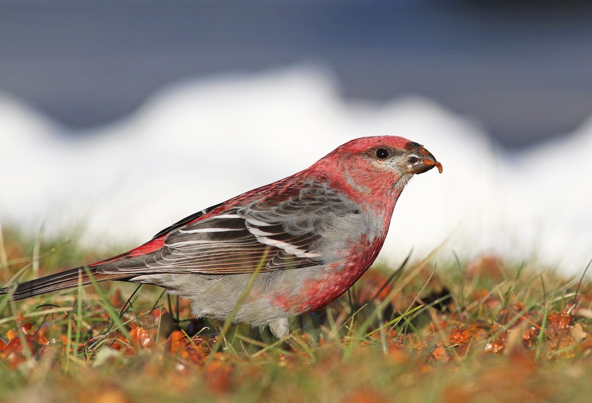 Pine Grosbeak - ML295054071