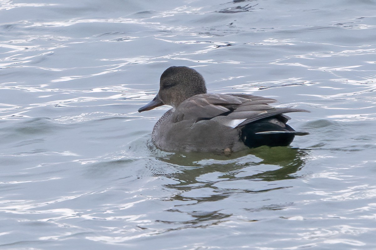 Gadwall - ML295055271