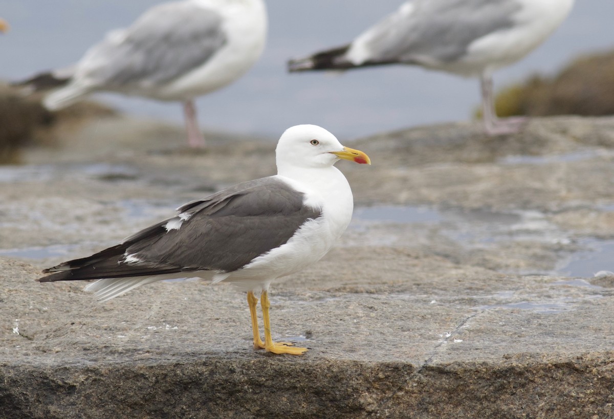Lesser Black-backed Gull - Nathan Dubrow