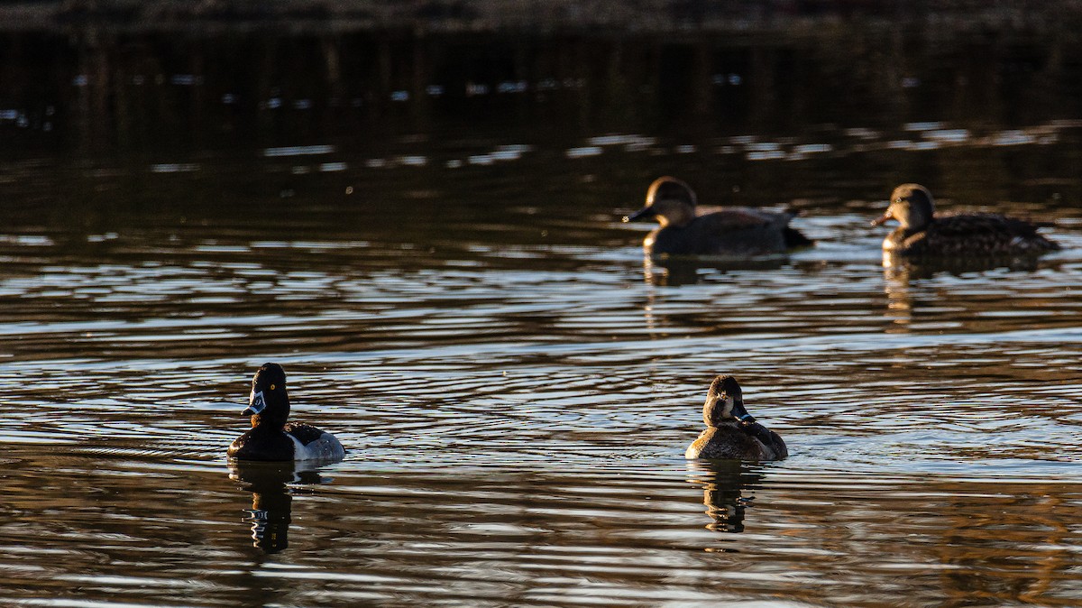 Ring-necked Duck - ML295058041