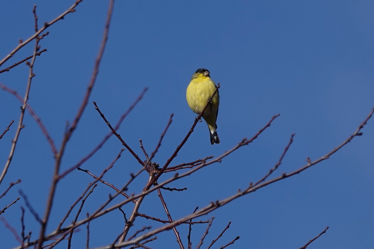Lesser Goldfinch - Dondi Black