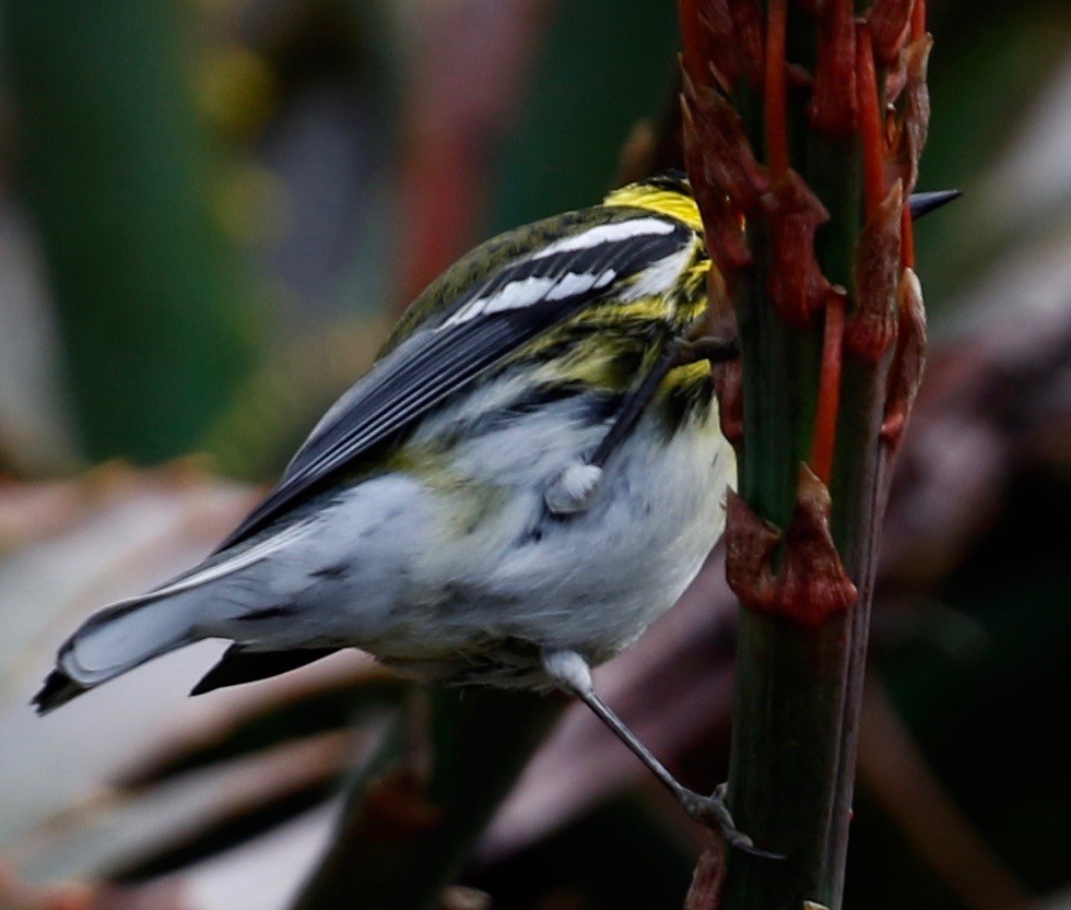 Townsend's Warbler - Richard Parsons