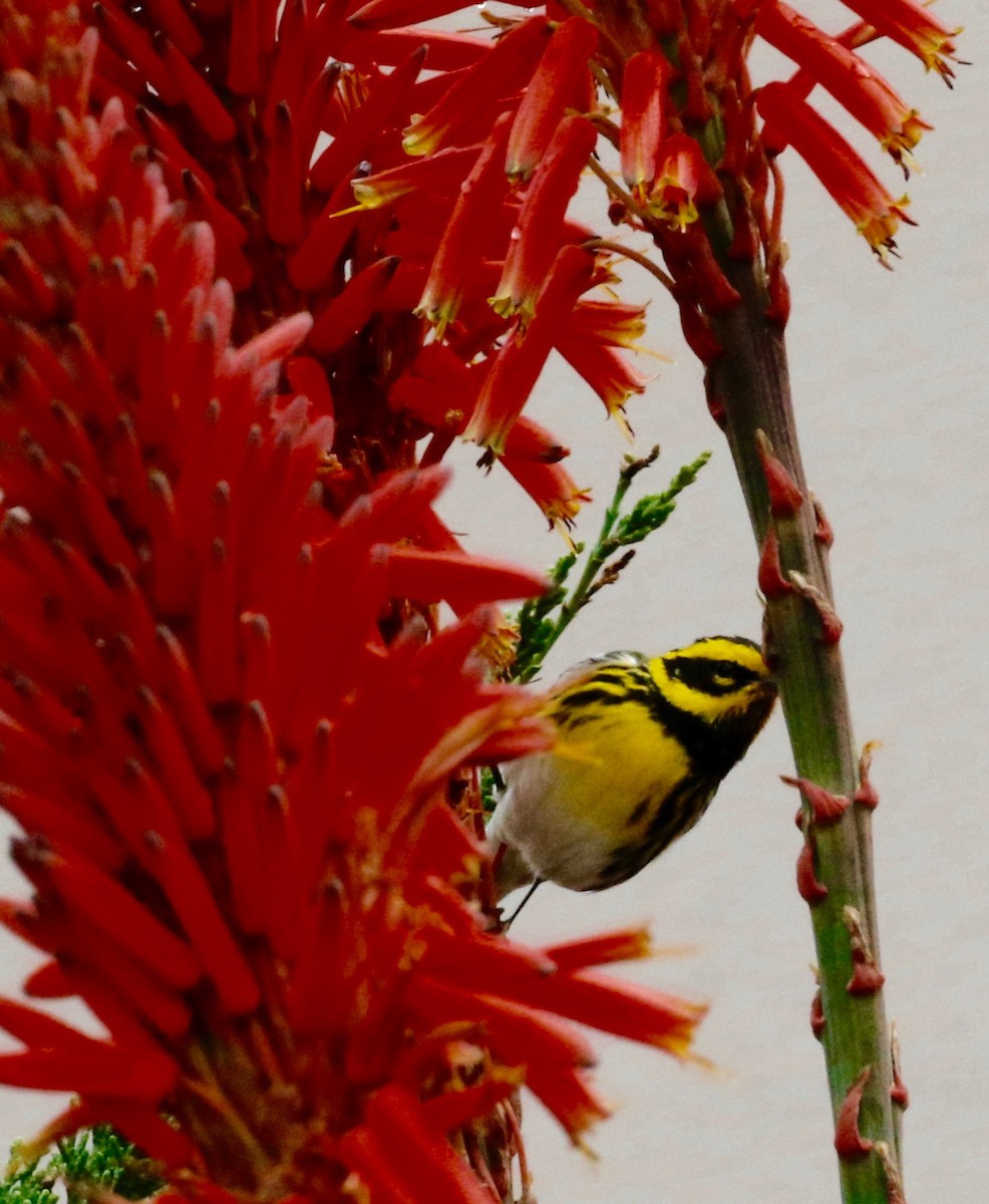 Townsend's Warbler - ML295064251