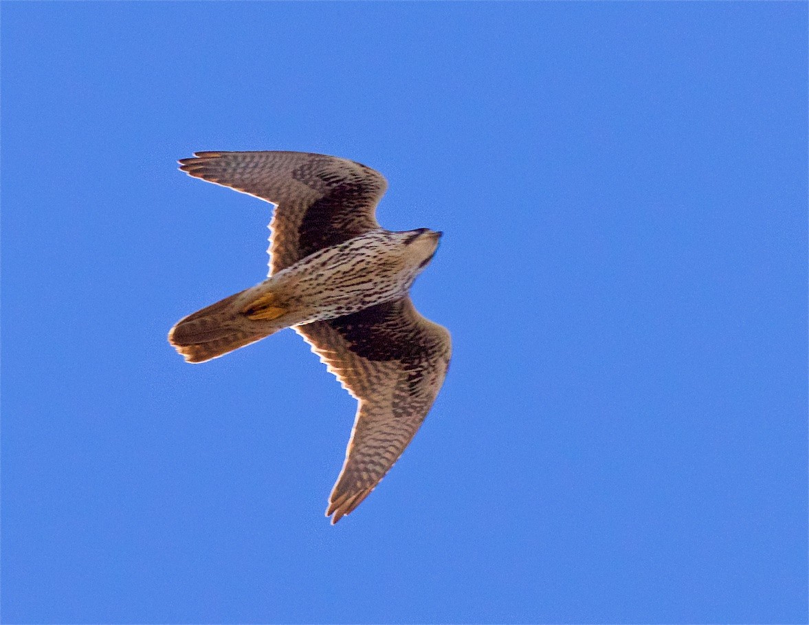 Prairie Falcon - ML295067931