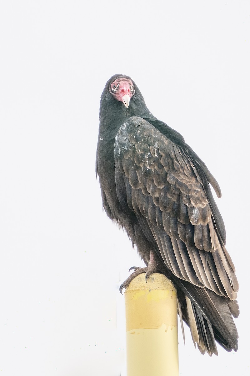 Turkey Vulture - Bill Wood