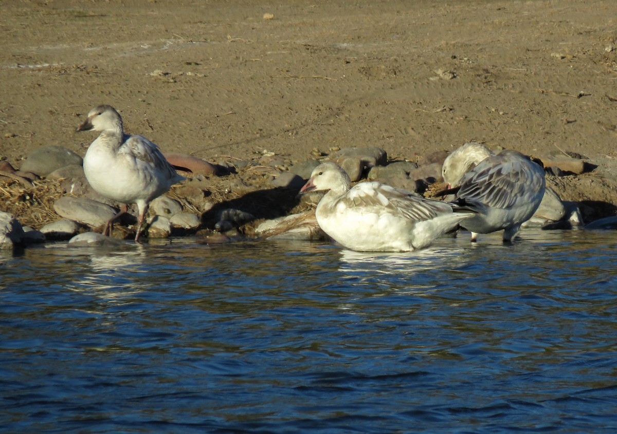 Snow Goose - ML295070501