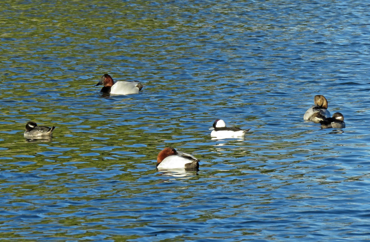 Bufflehead - Diane Drobka