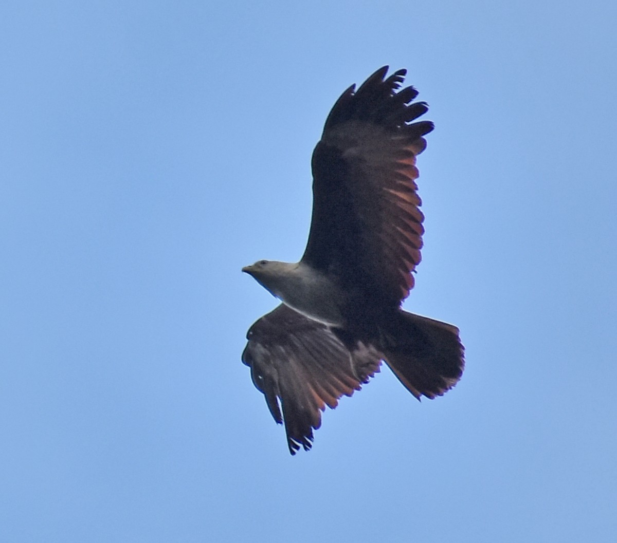 Brahminy Kite - Kausthubh K Nair