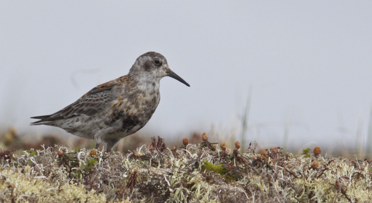 Rock Sandpiper - ML29507441