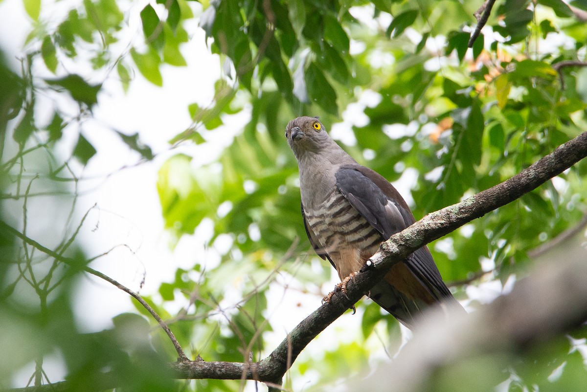 Pacific Baza - ML295075451