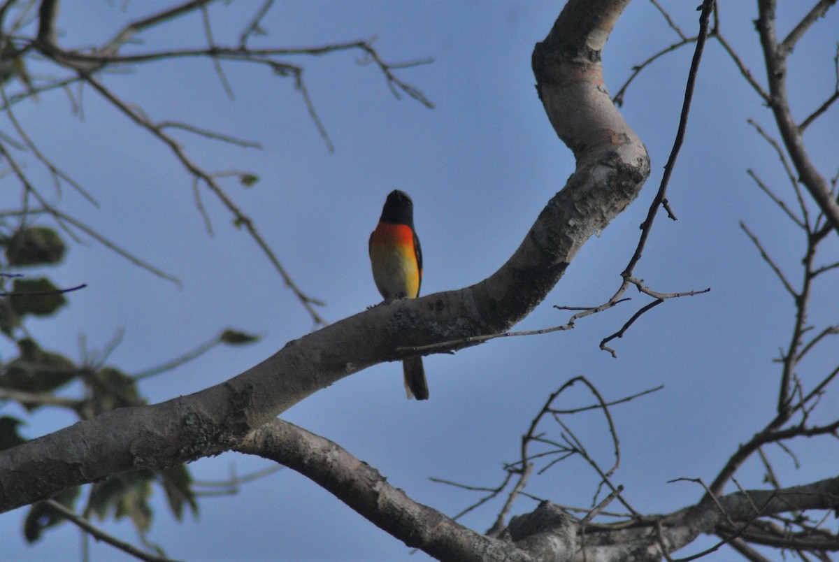 Small Minivet - ML295076681