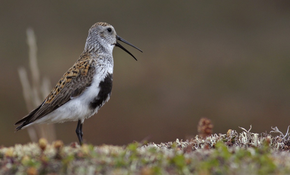 Dunlin - ML29507721