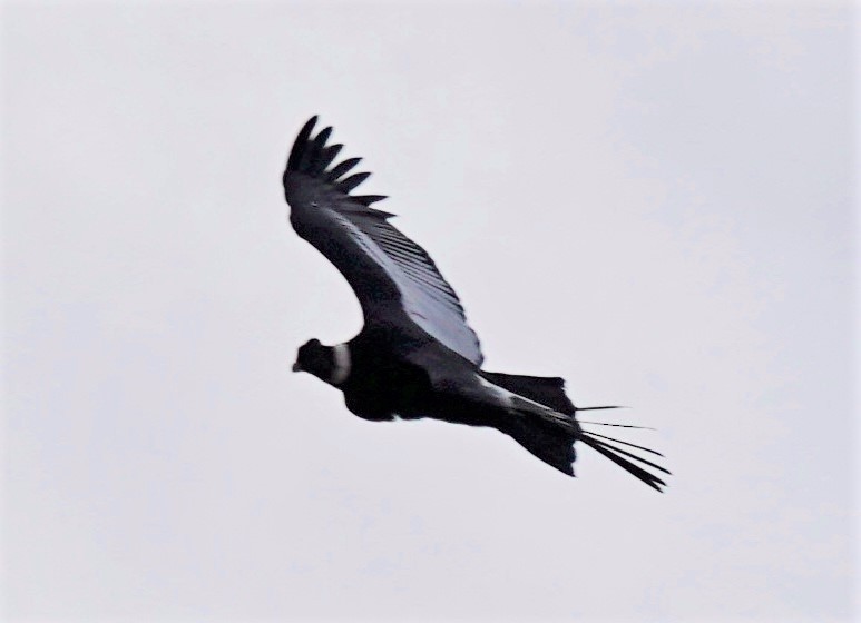 Andean Condor - ML295078351