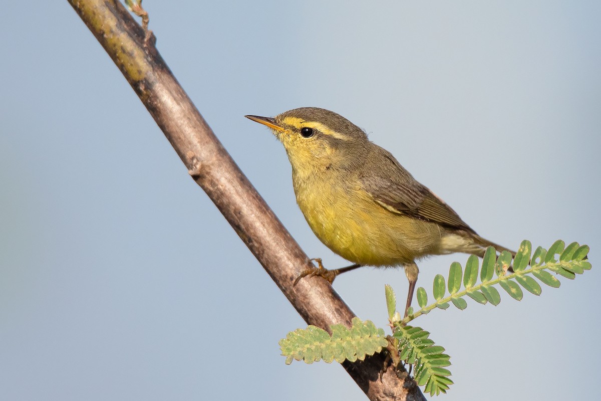 Tickell's Leaf Warbler (Alpine) - Ayuwat Jearwattanakanok