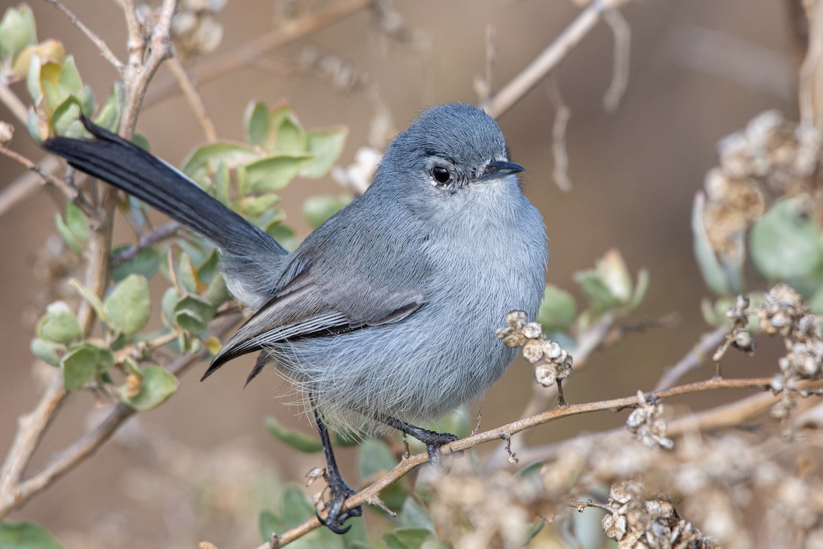 California Gnatcatcher - ML295079581