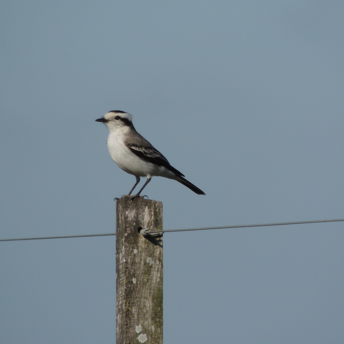 Black-crowned Monjita - ML29507991