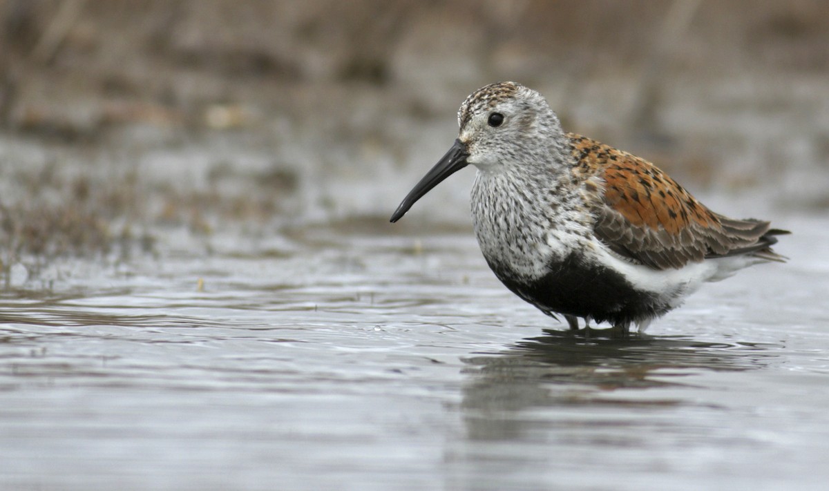 Dunlin - ML29508011