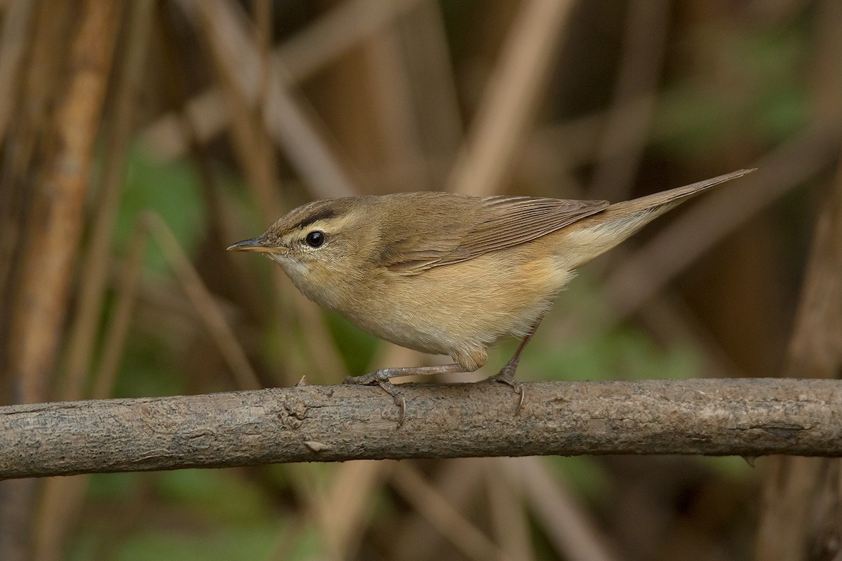 Black-browed Reed Warbler - ML295080291