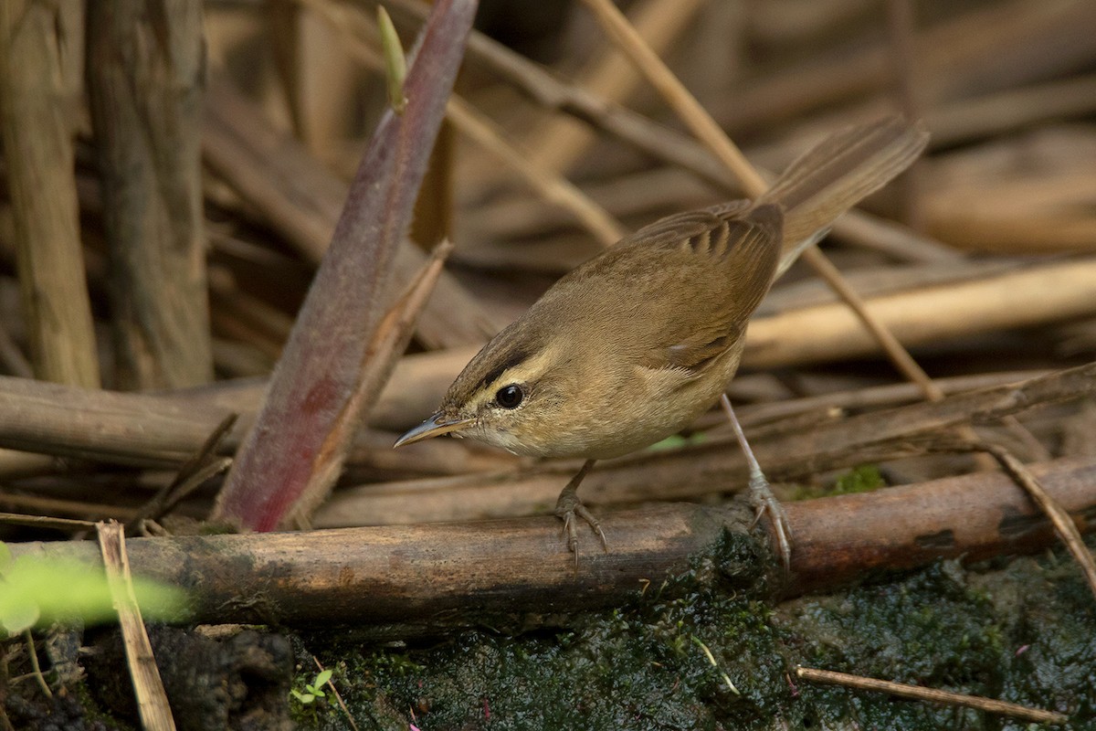 Black-browed Reed Warbler - ML295080311