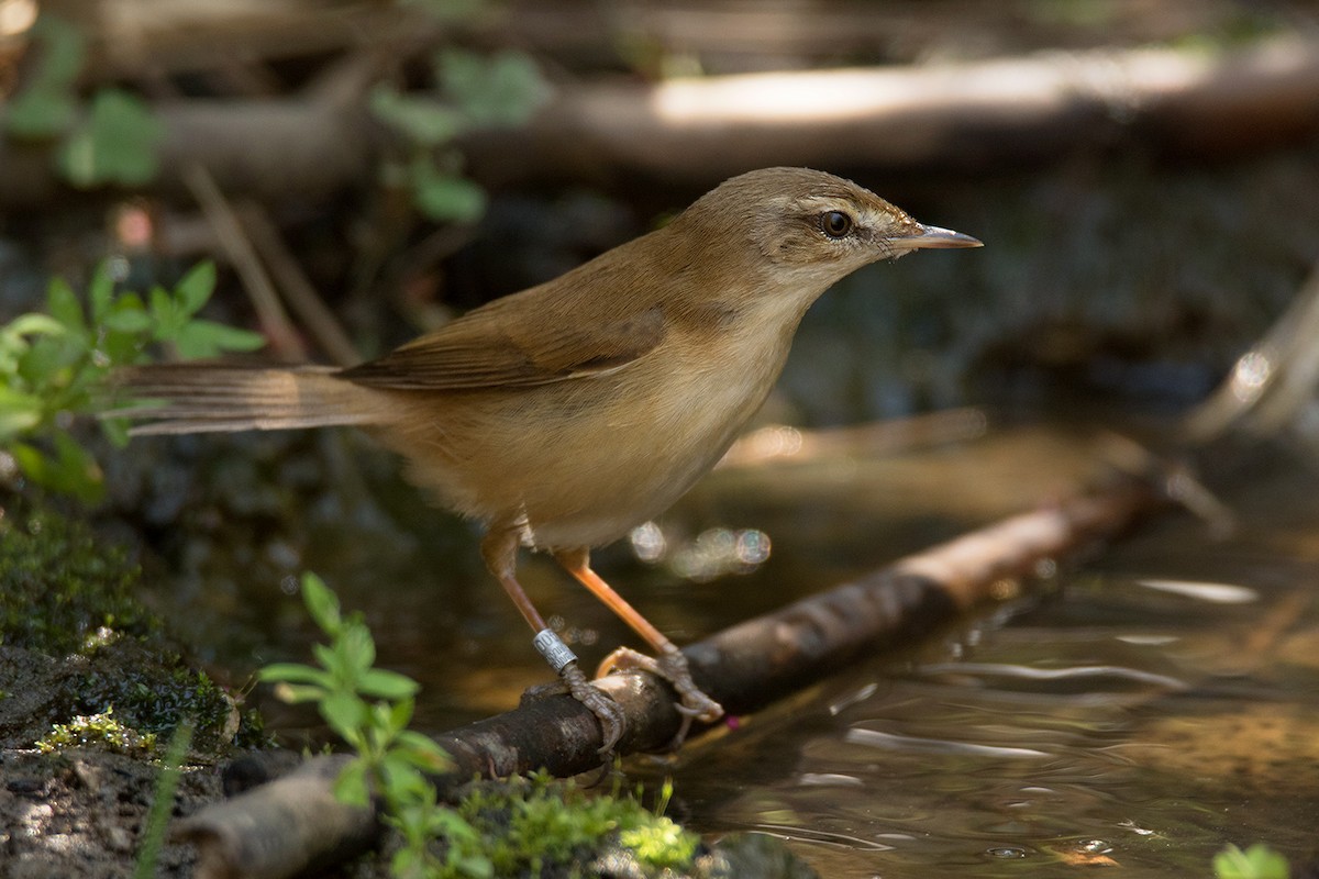 Paddyfield Warbler - ML295080491