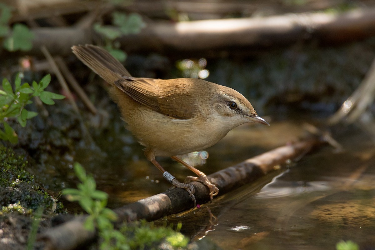 Paddyfield Warbler - ML295080521