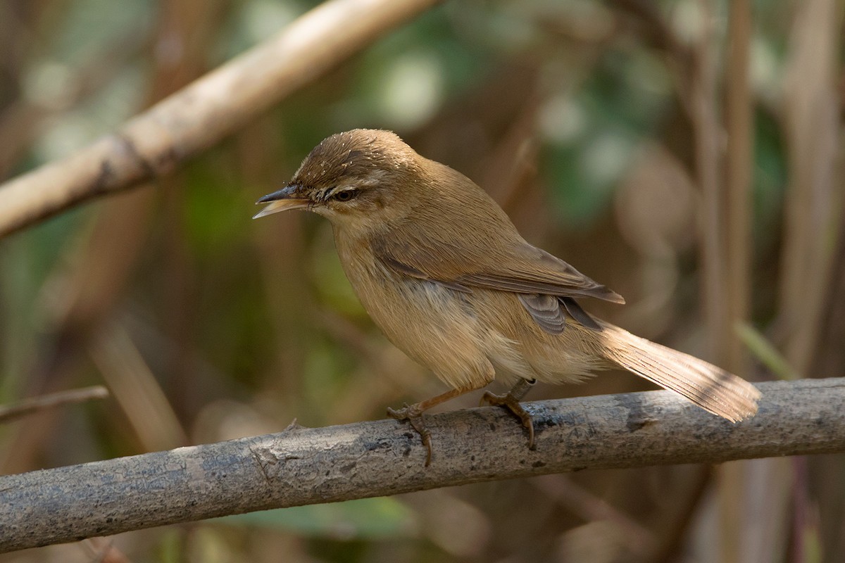 Paddyfield Warbler - ML295080551