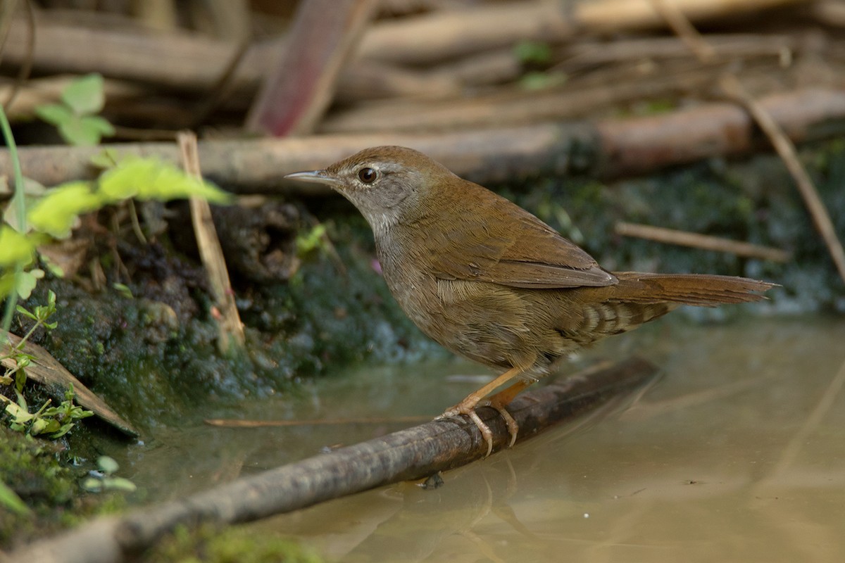 Spotted Bush Warbler - ML295080681