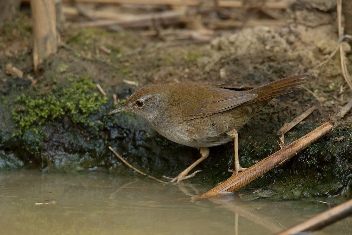 Spotted Bush Warbler - Ayuwat Jearwattanakanok