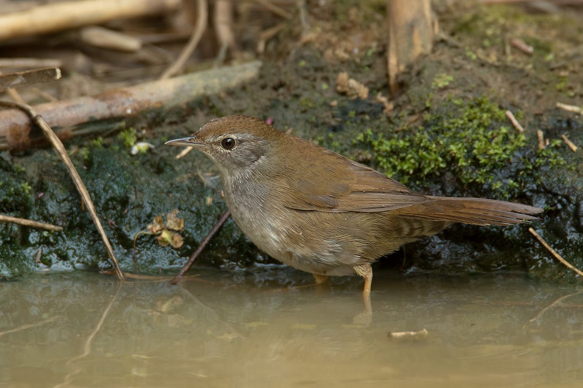 Spotted Bush Warbler - Ayuwat Jearwattanakanok