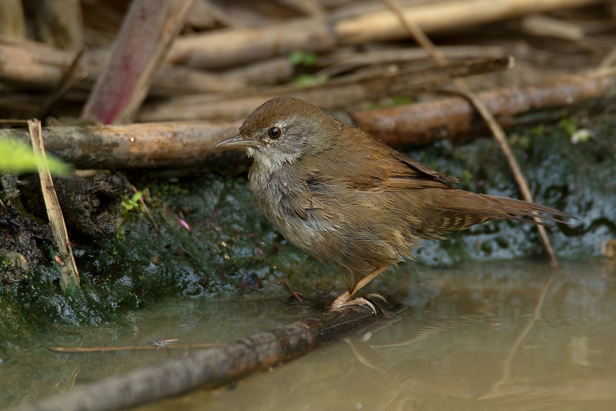 Spotted Bush Warbler - Ayuwat Jearwattanakanok