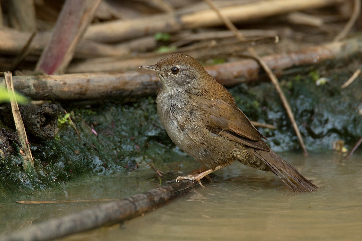 Spotted Bush Warbler - ML295080771